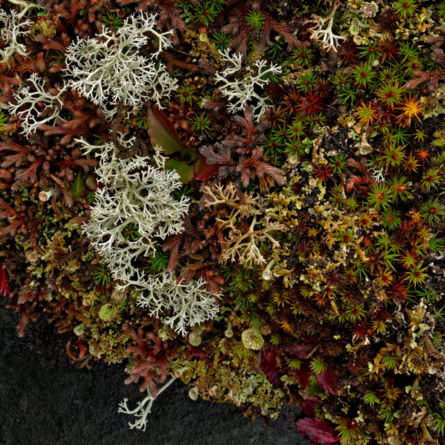 Alvar #2, archival pigment print, detail