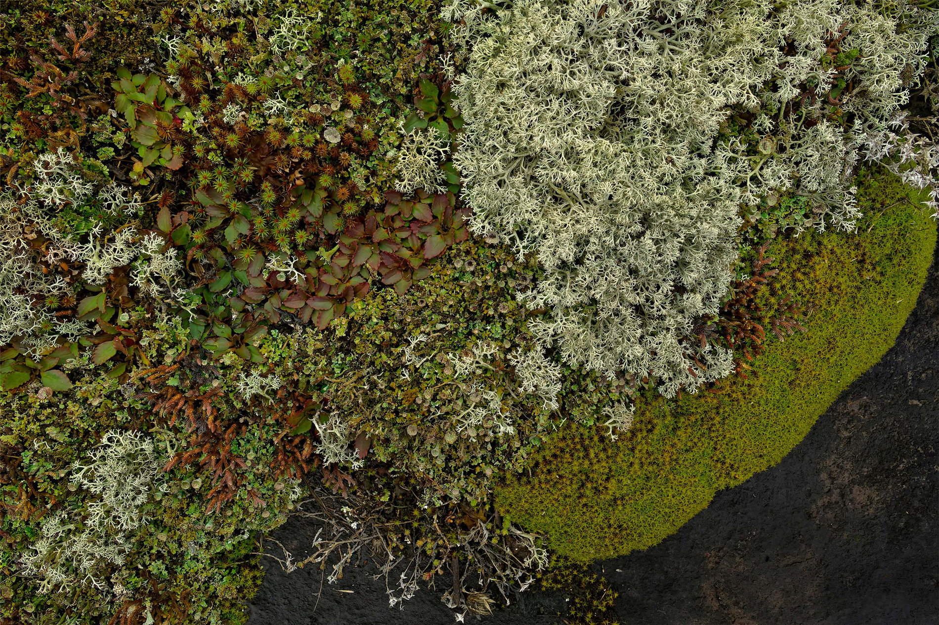 Alvar #4, archival pigment print