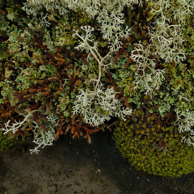 Alvar #5, archival pigment print