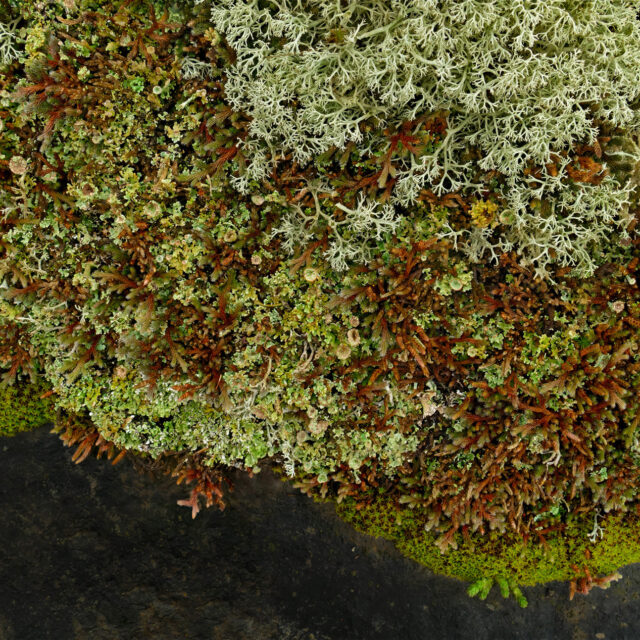 Alvar #6, archival pigment print