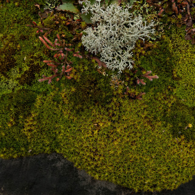 Alvar #7, archival pigment print