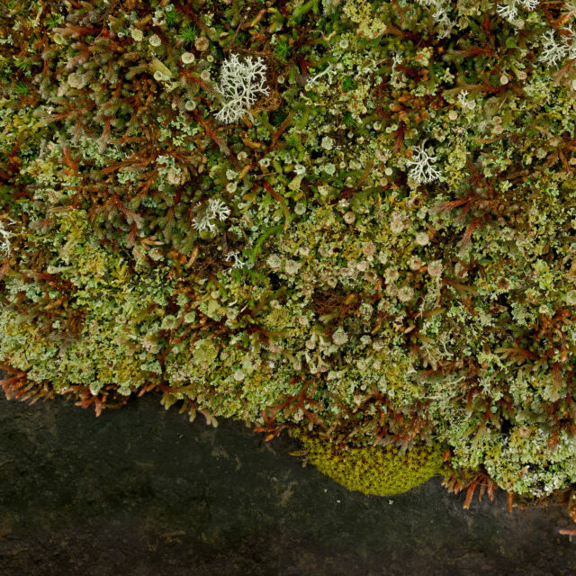 Alvar #8, archival pigment print